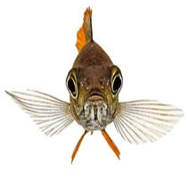 Jokes on you, there's a fish here. his name is walter, say hi to walter.
